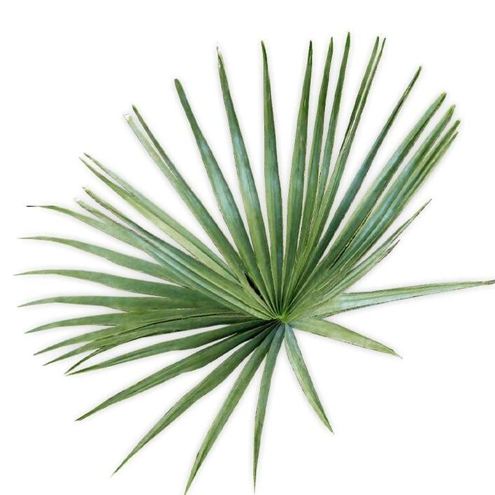 Saw palmetto - komposisyon UltraMax Testo Enhancer